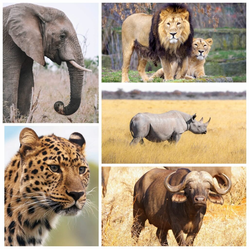 Big Five Collage of images featuring a lion, leopard, rhino, elephant, and buffalo